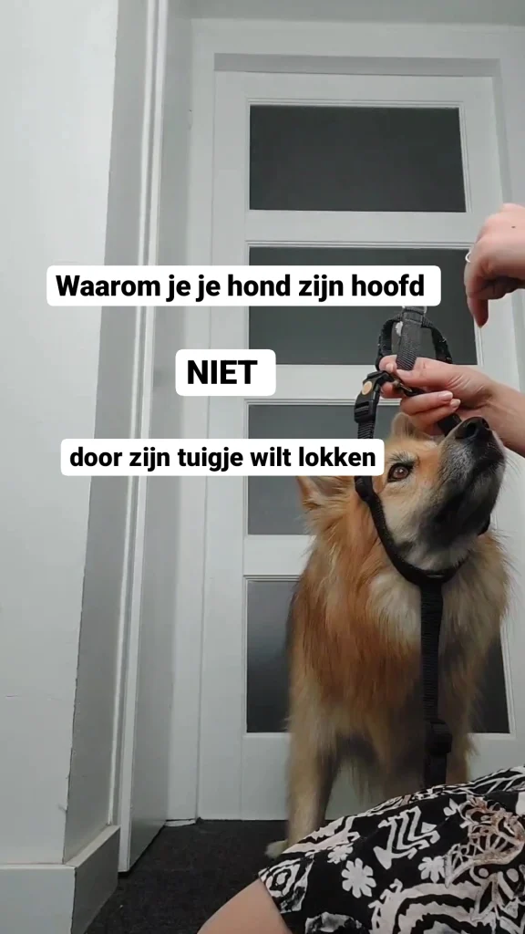tuigje hond lokken voertje