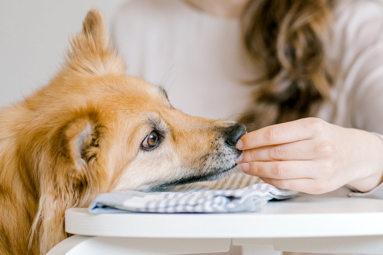 hond voertje aannemen zorghandeling