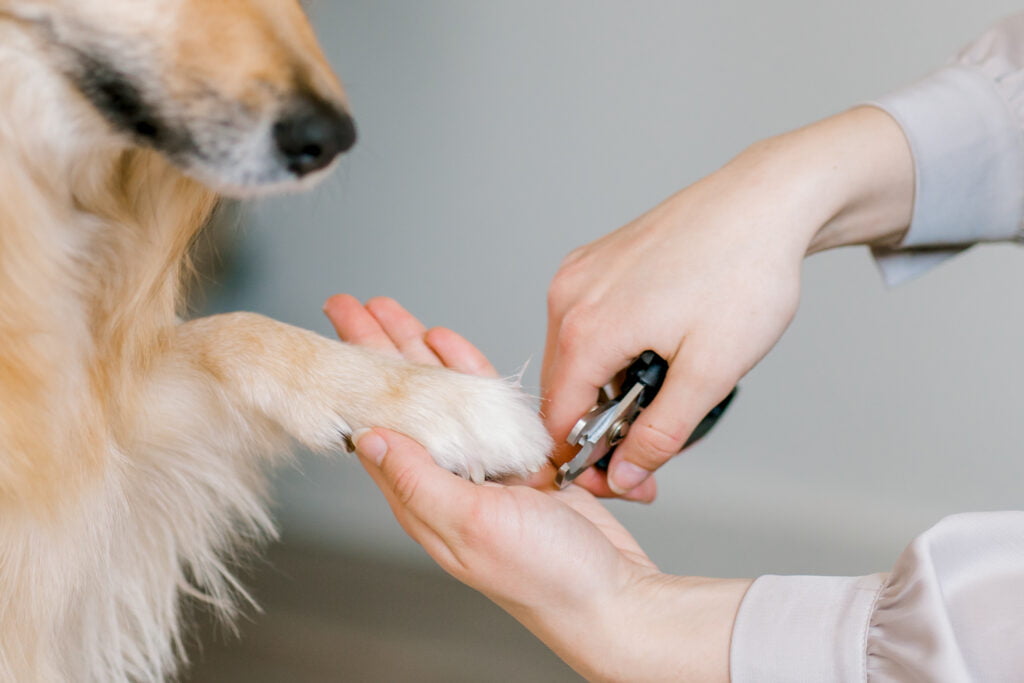 hond nagelknippen 